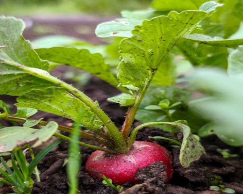 fresh organic vegetables and hydration on a table