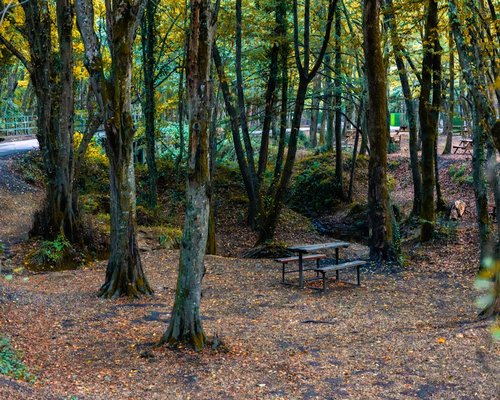 peaceful forest landscape for mental relaxation
